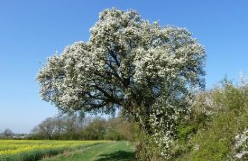 Cubbington Pear Tree