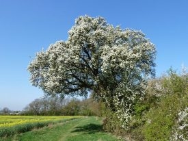 Cubbington Pear Tree